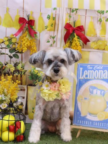 20240427来夢ちゃん